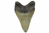 Serrated, Fossil Megalodon Tooth - North Carolina #272502-1
